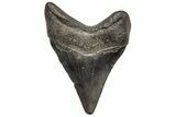 Juvenile Megalodon Tooth - South Carolina #195964-1